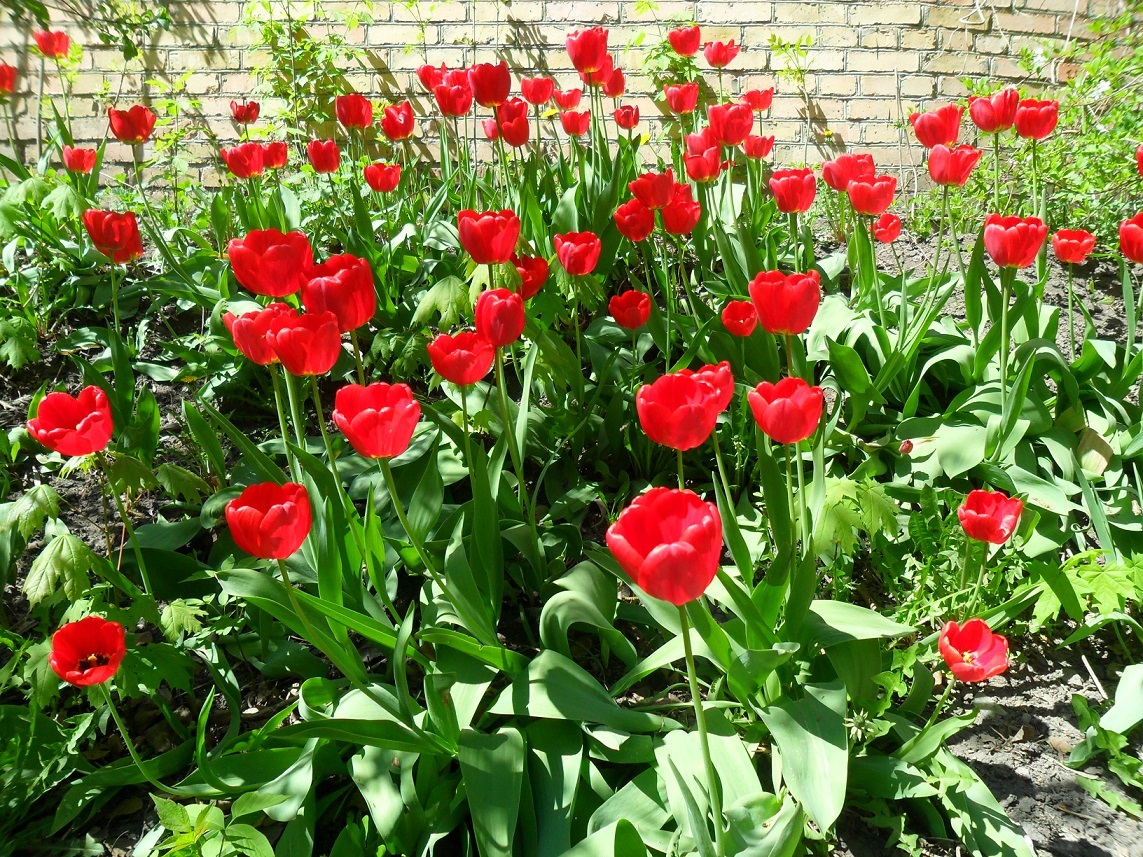 Маки, посаженные Ю.В. Гориным цветут каждую весну.